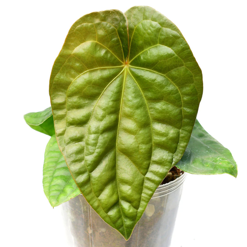 Anthurium Luxury Dress