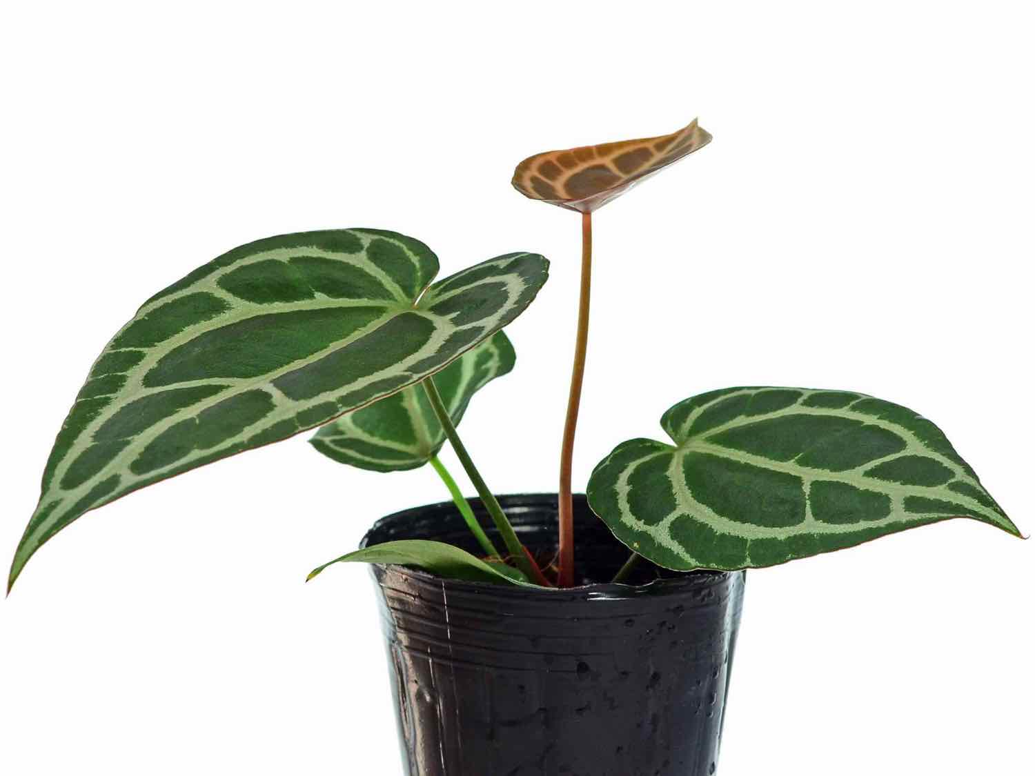 Anthurium crystallinum Silver — Ecuagenera California