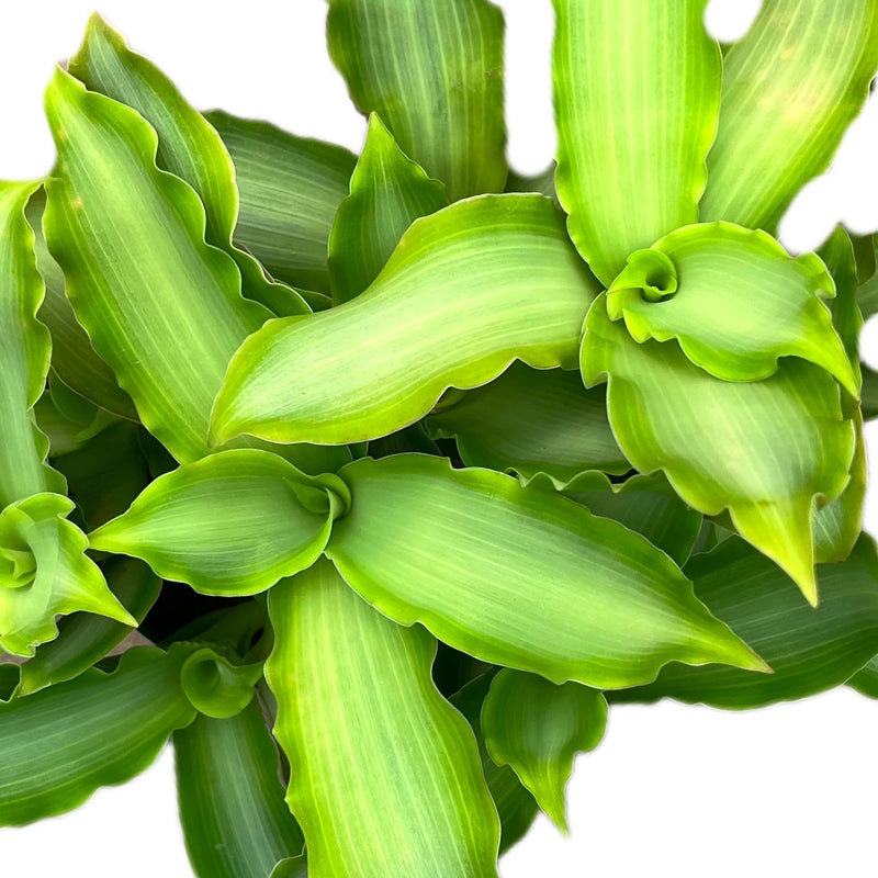 Callisia fragrans silver