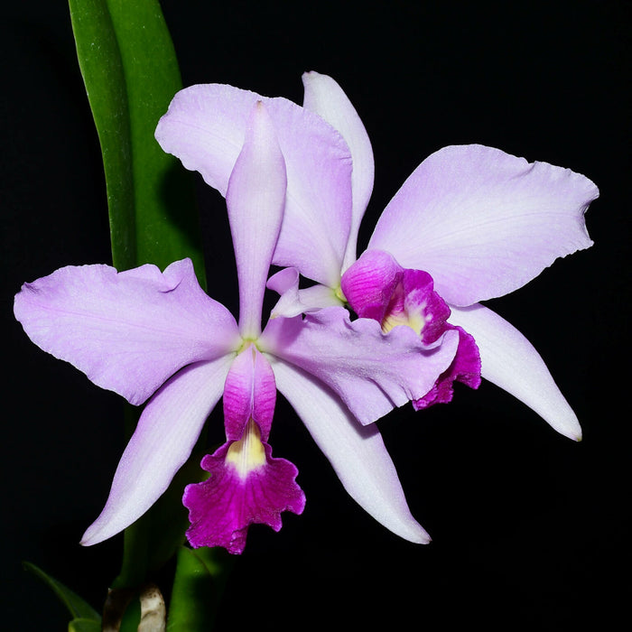 Cattleya Purpurata Dream