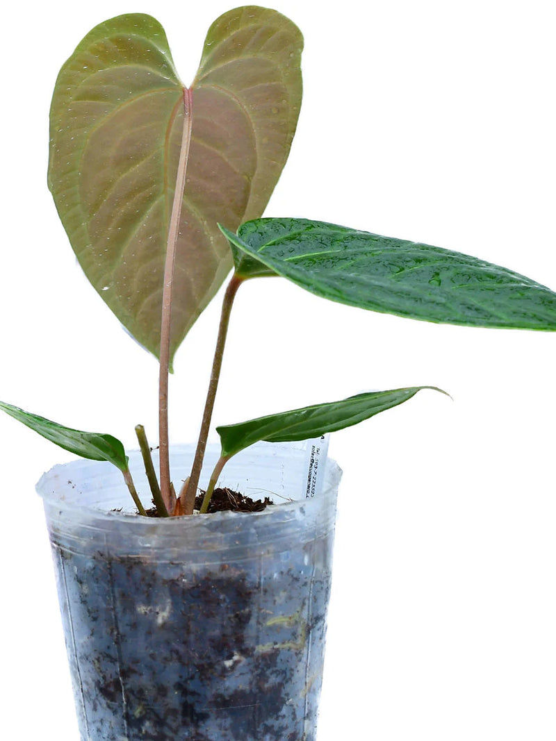 Anthurium Tayos Cave
