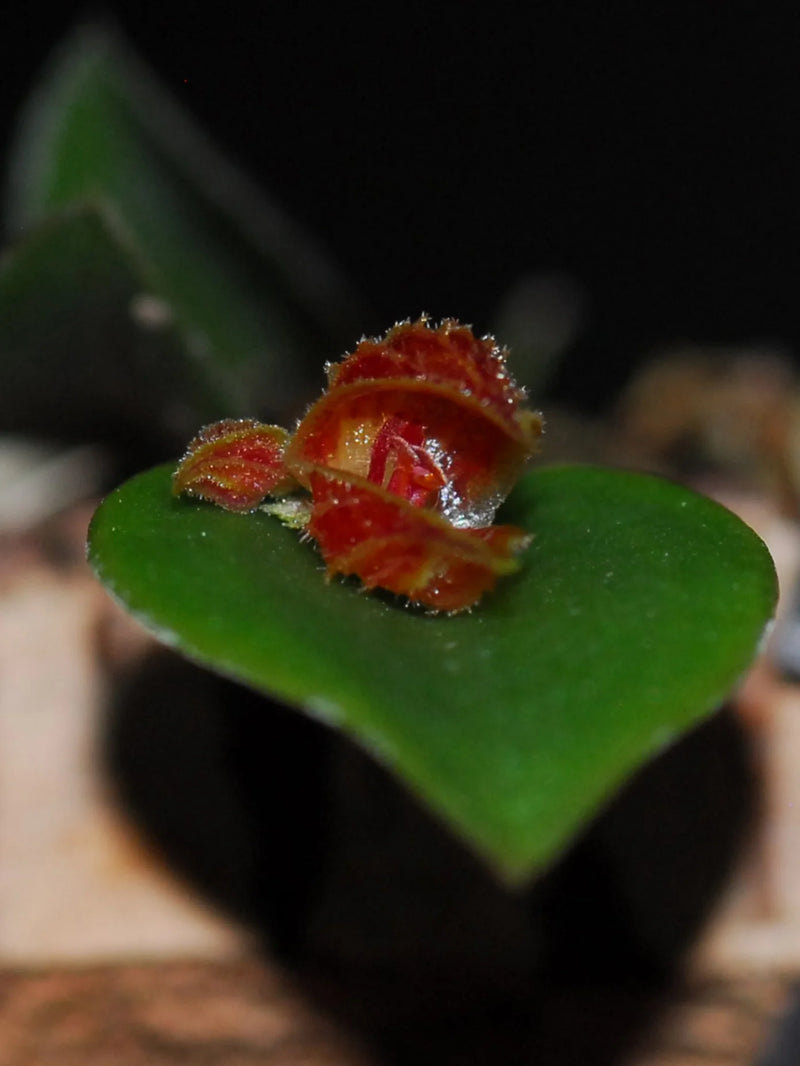 Lepanthes pelvis