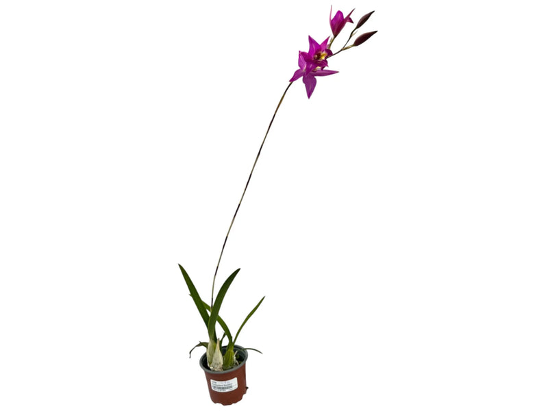 Laelia Finckeniana lineolata