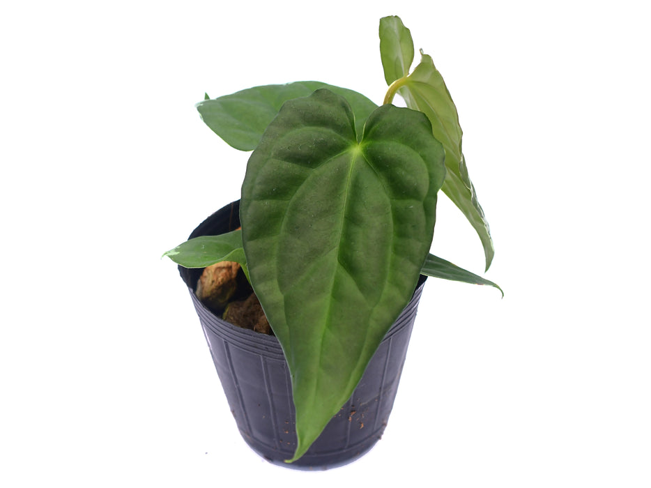 Anthurium David Portilla Dreams (seedling)