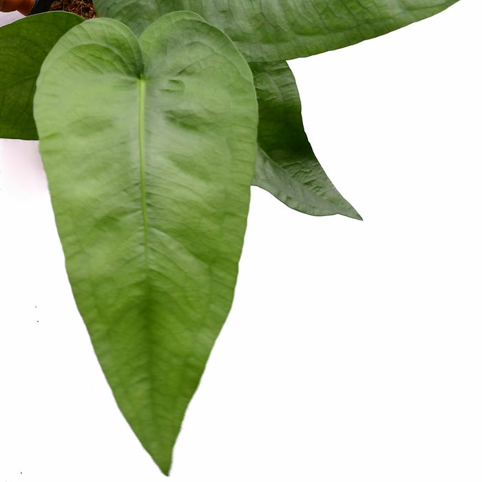 Anthurium xanthophylloides