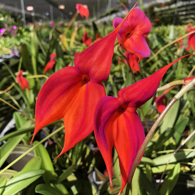 Masdevallia veitchiana