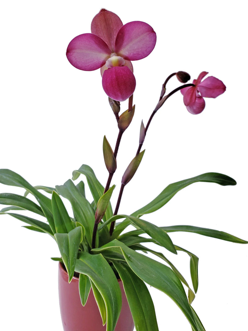 Phragmipedium Eumelia Arias