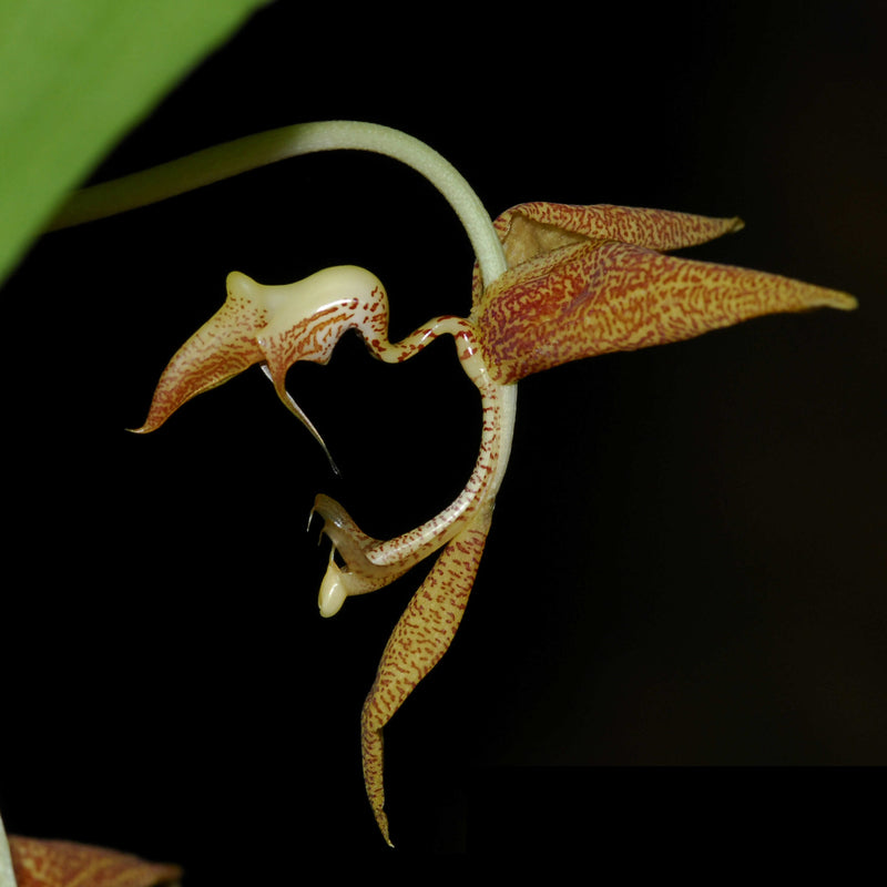 Gongora gratulabunda