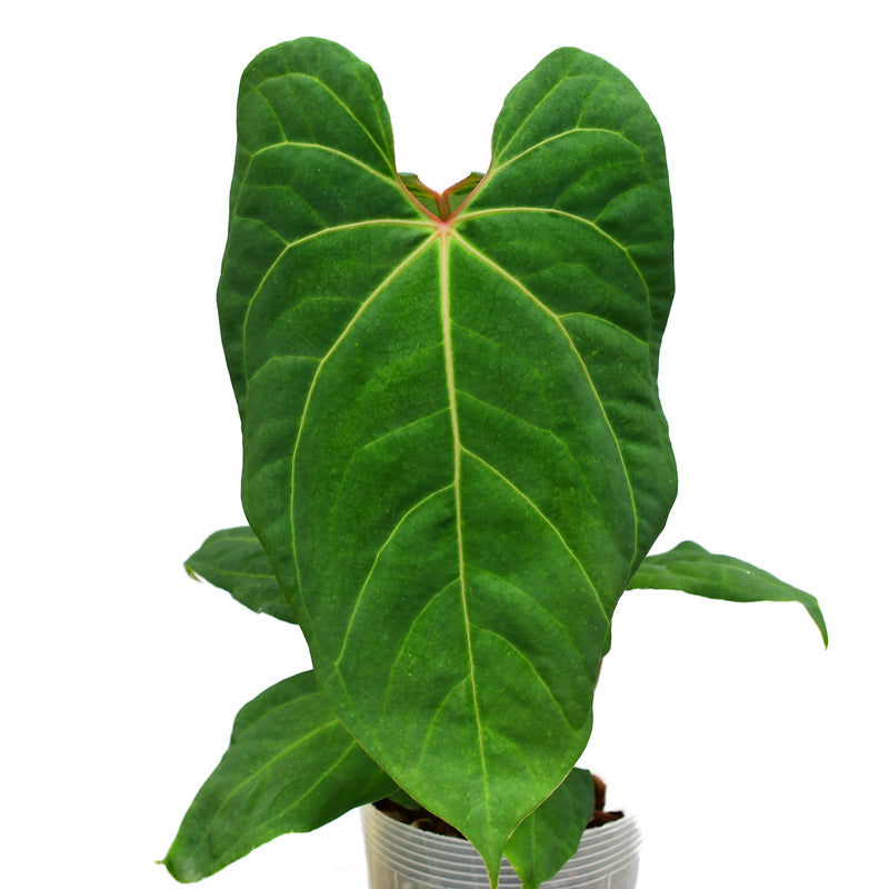 Anthurium rotundistigmatum x Anthurium besseae aff