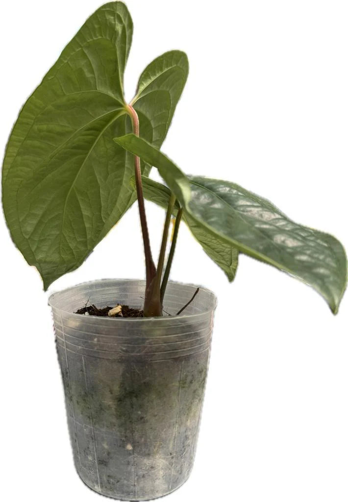 Anthurium Bradley Spirit