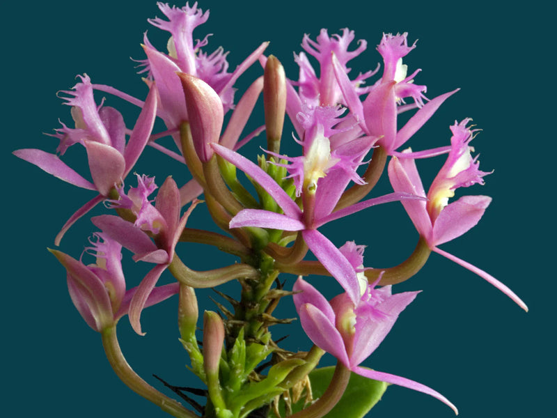 Epidendrum corymbosum
