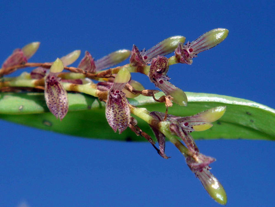 Acianthera pubescens