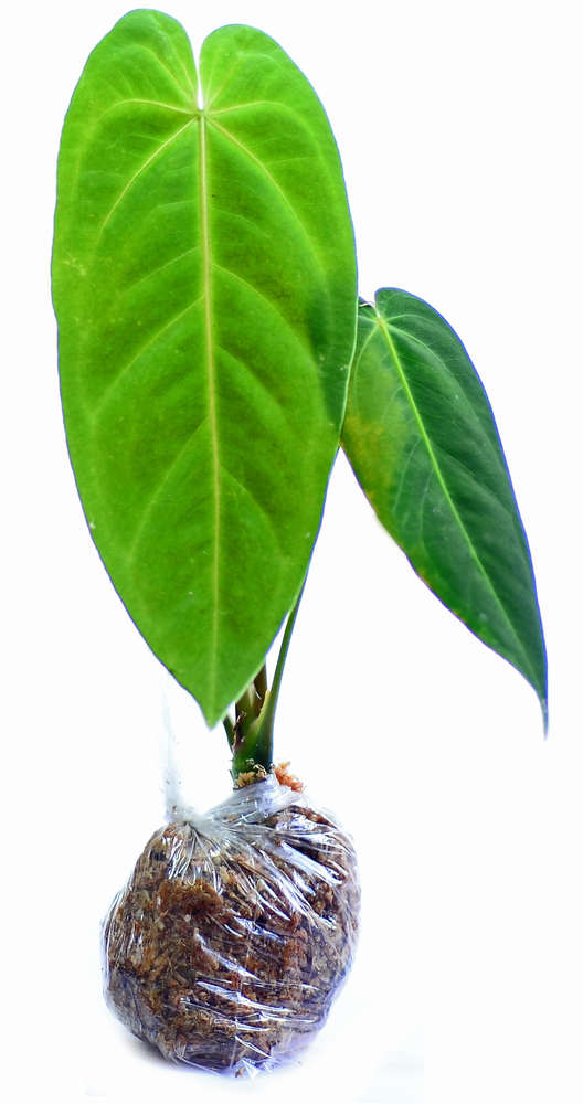 Anthurium metallicum