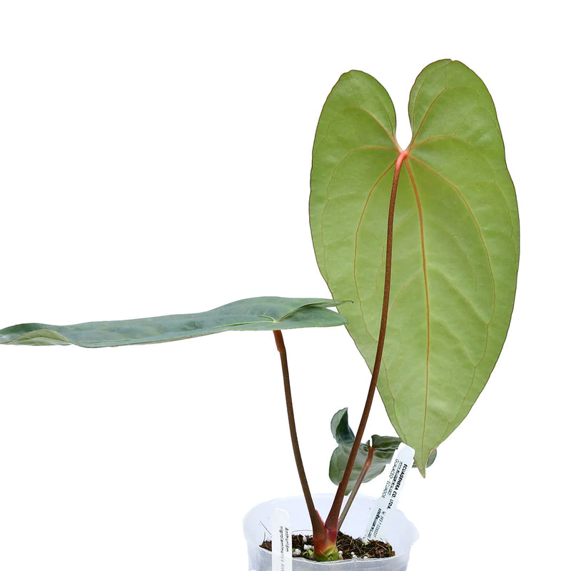 Anthurium Amazon Fox 'Inverse crossing'