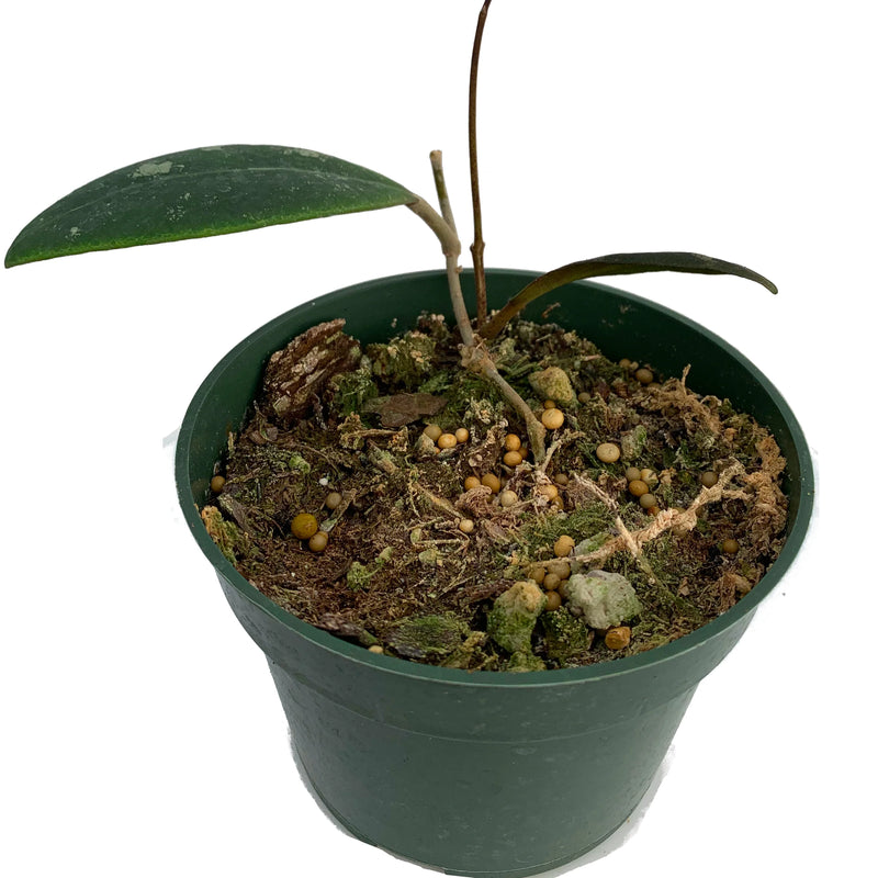 Hoya aff Rintzii Borneo