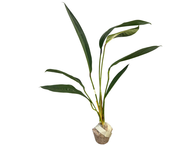 Anthurium coriaceum 7