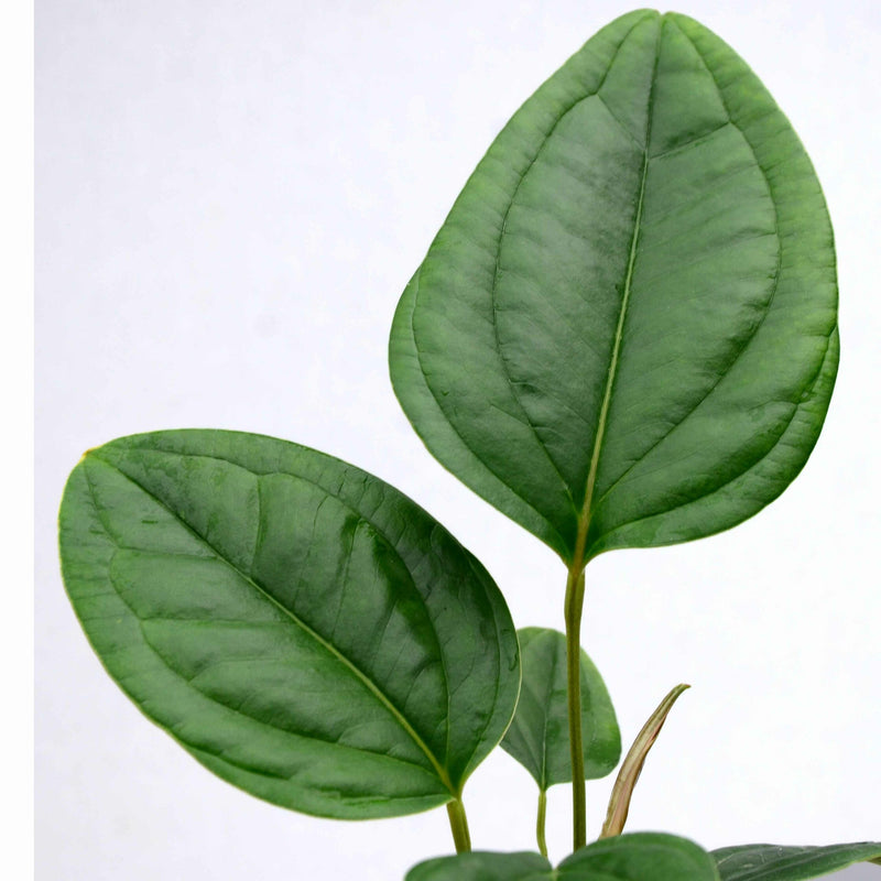 Anthurium ovatifolium
