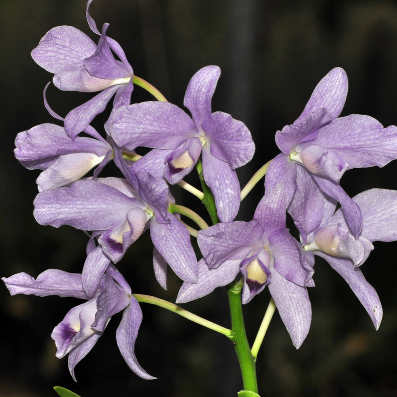 Cattleya bowringiana f. coerulea