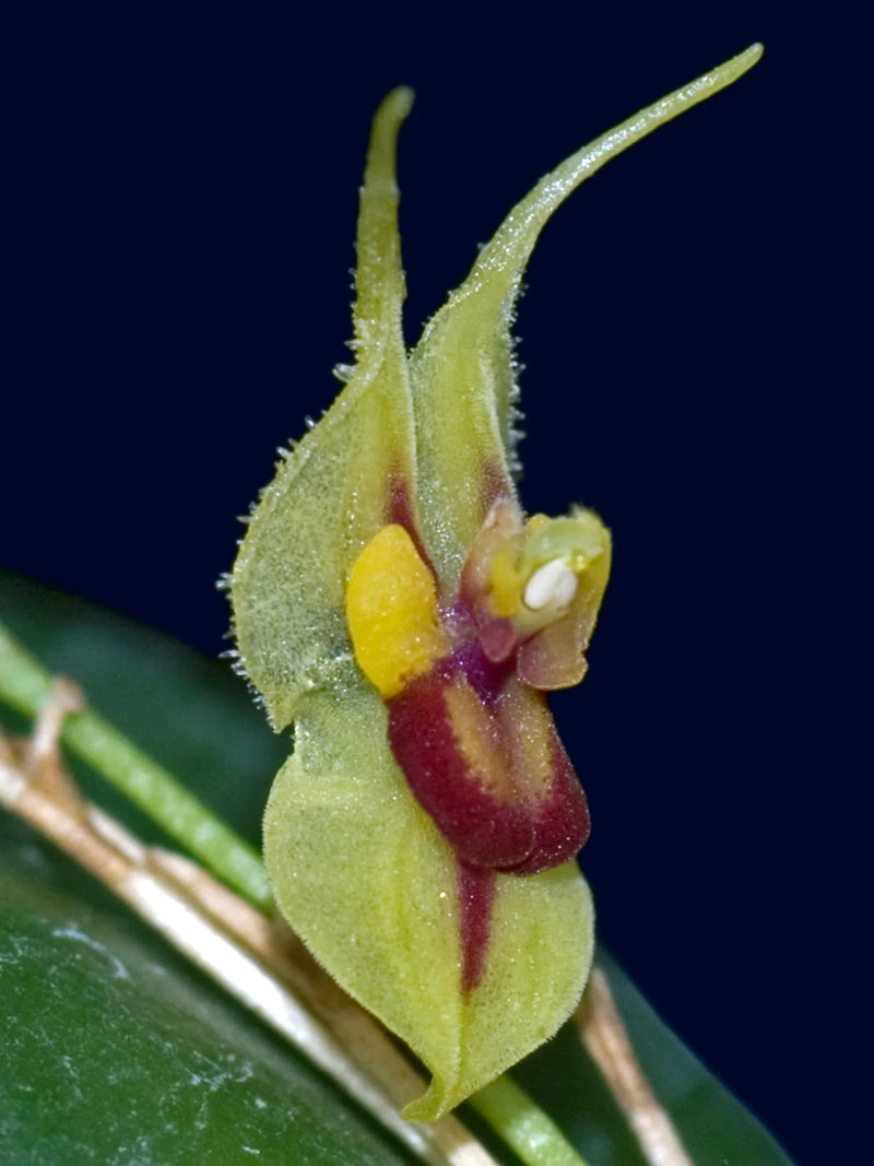 Lepanthes caloura