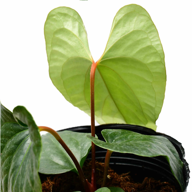 Anthurium Happy Bunny 'Inverse crossing' — Ecuagenera California
