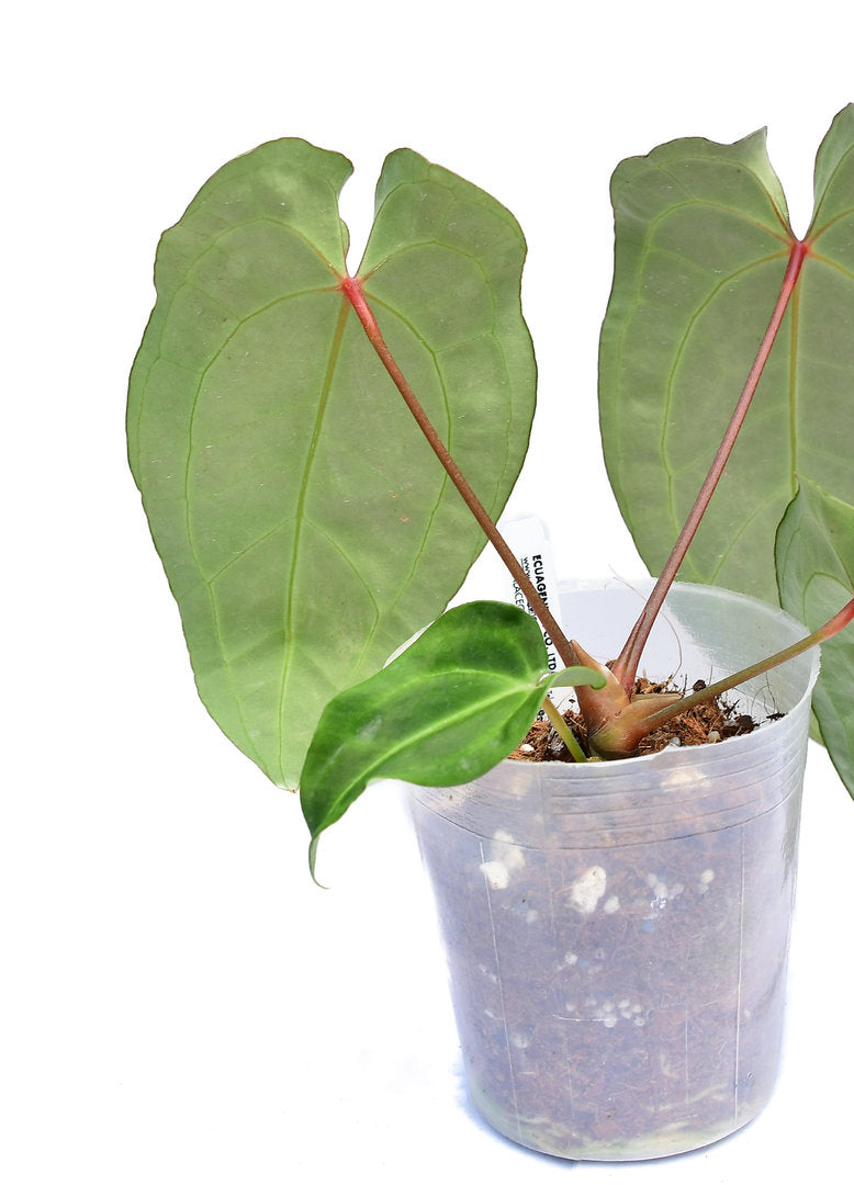 Anthurium Amazon King stripes 'Inverse crossing