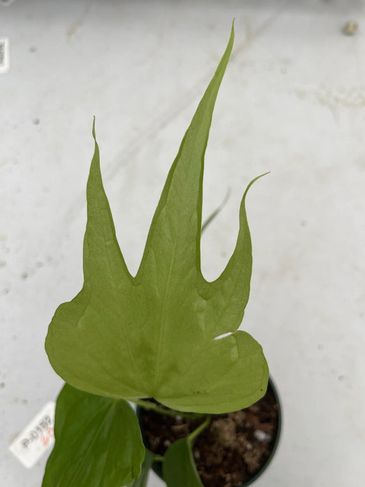 Anthurium pedatoradiatum - XS