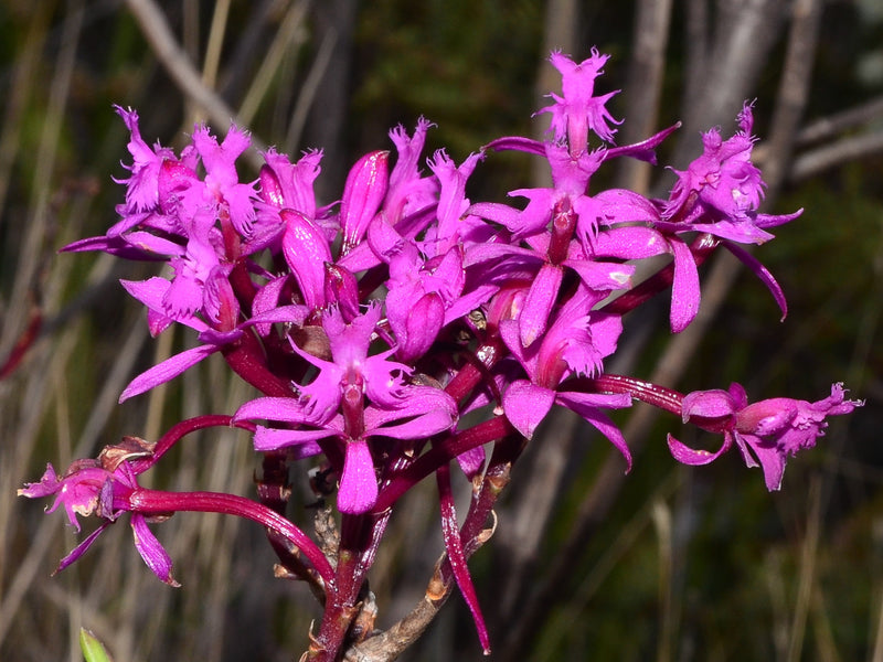Epidendrum quitensium