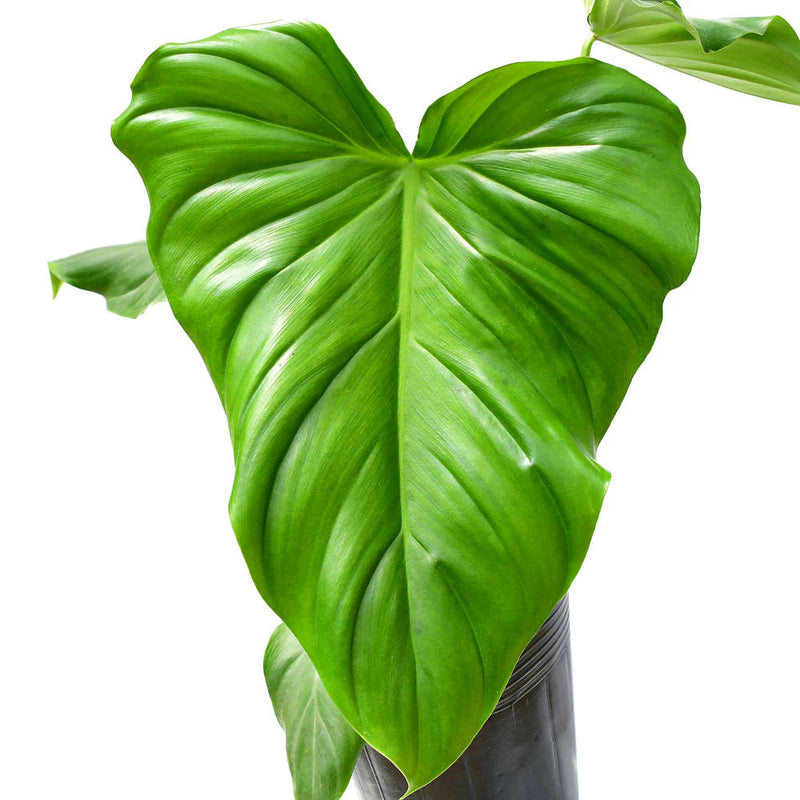 Philodendron Green Wonder