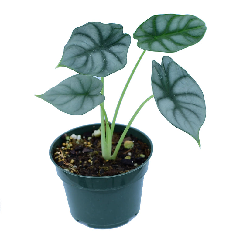Alocasia Silver Dragon