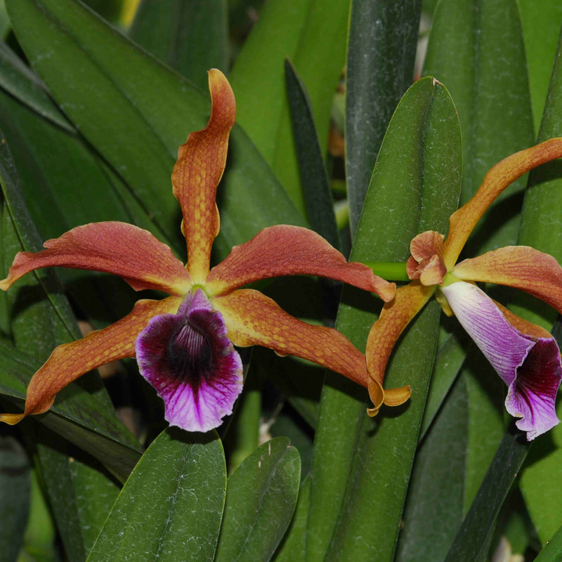 Laelia tenebrosa