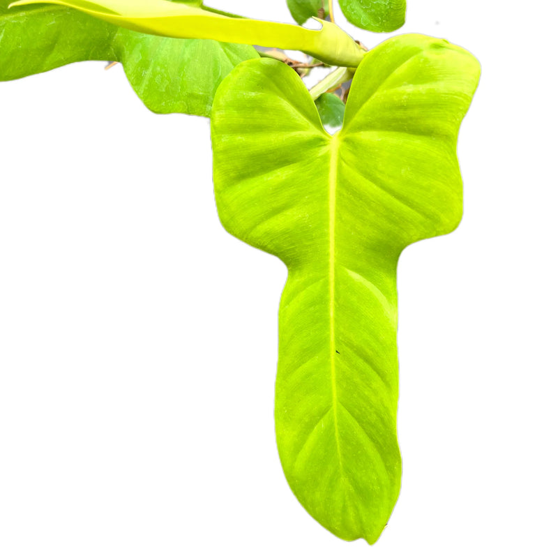 Philodendron bipennifolium gold violin