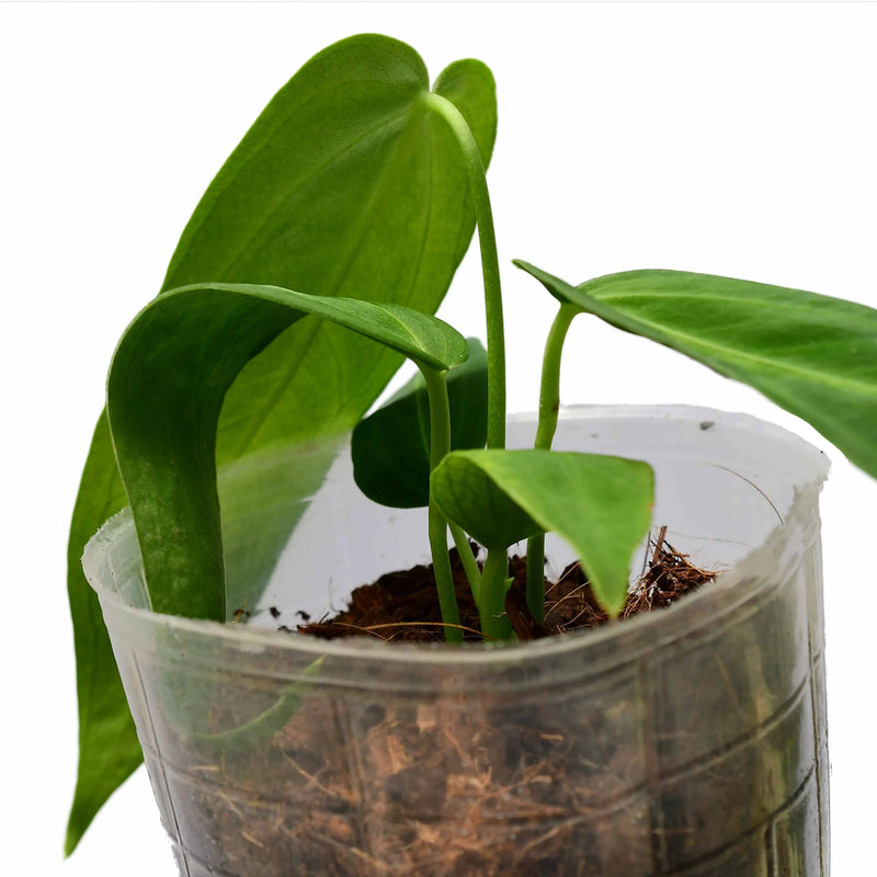 Anthurium Esmeralda Queen