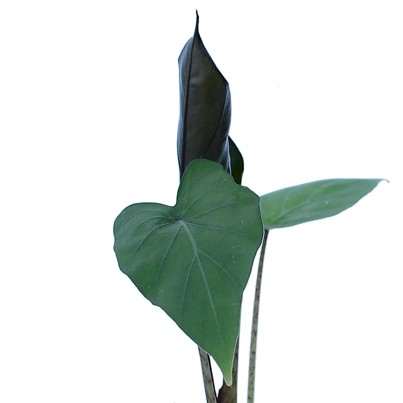 Alocasia Metalhead