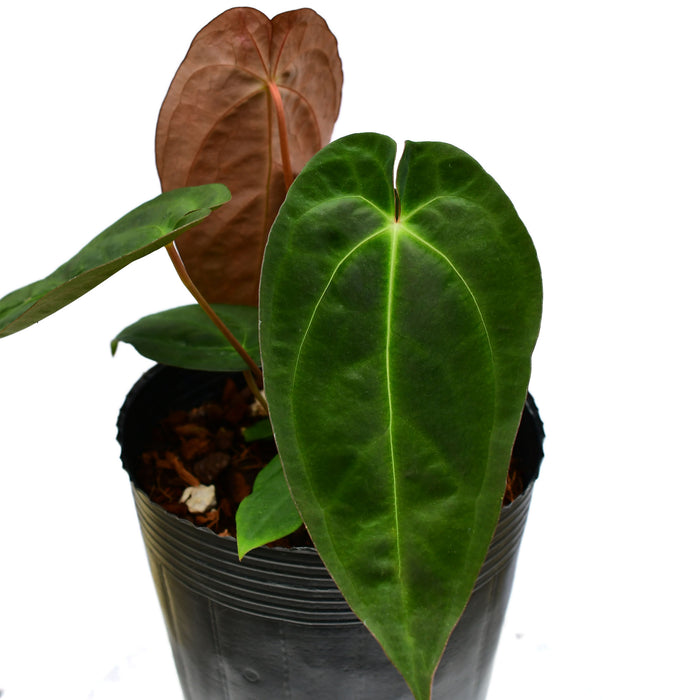 Anthurium Lavinia 'Inverse crossing'