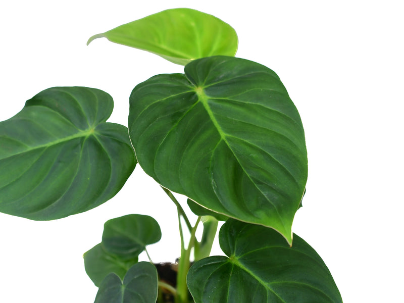 Philodendron verrucosum 2 x Philodendron  pastazanum