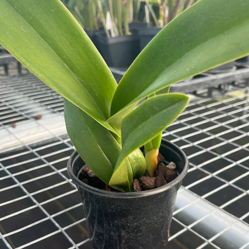 Laeliocattleya El Ranchito