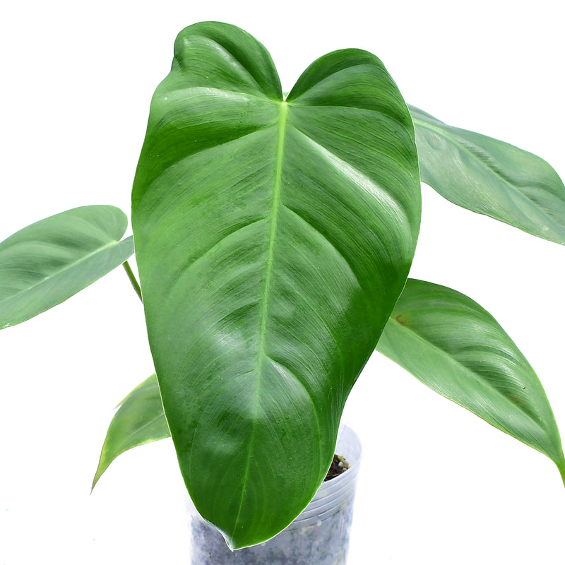 Philodendron Eliarmijos Inspirations