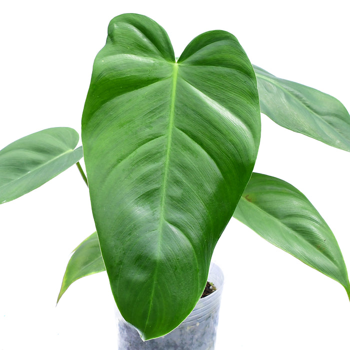 Philodendron delinksii Butterfly x Philodendron spiritus-sancti