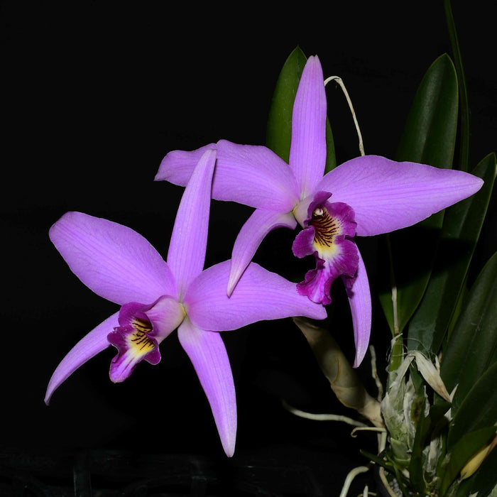 Laelia anceps