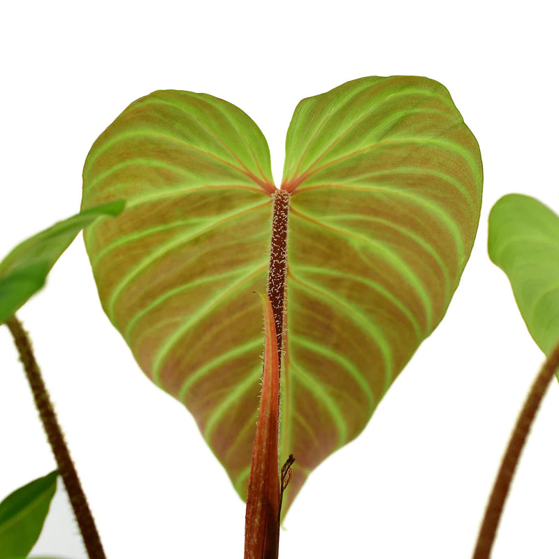 Philodendron verrucosum J.C.L.