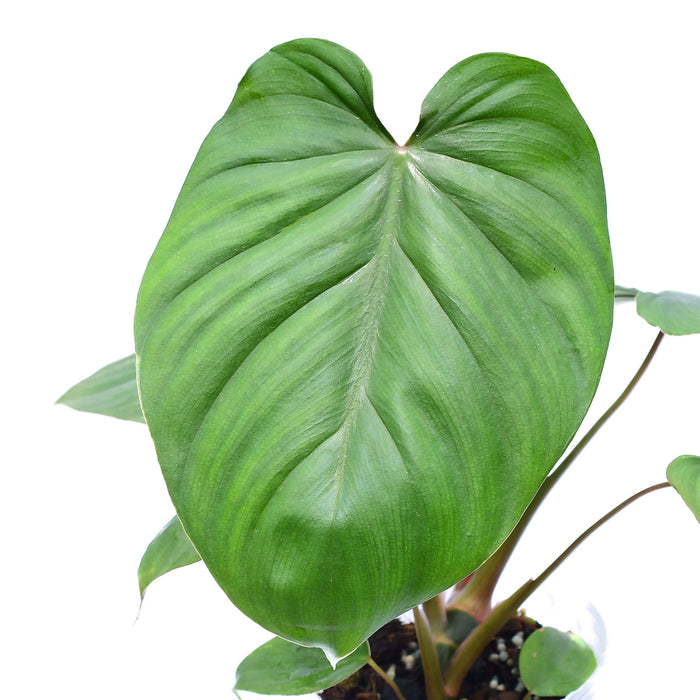 Philodendron lynamii x Philodendron plowmanii