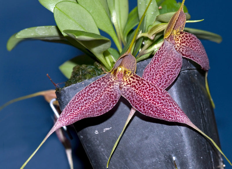 Masdevallia decumana