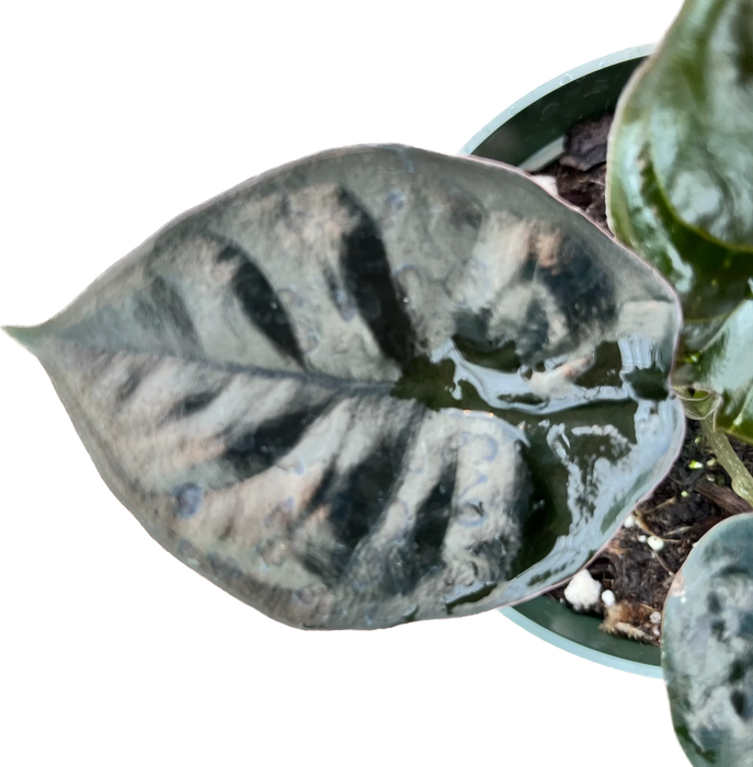 Alocasia infernalis 'Kapit' - seedling