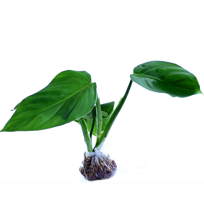 Philodendron atratum