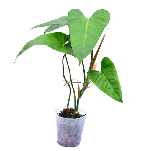 Philodendron pinnatilobum aff