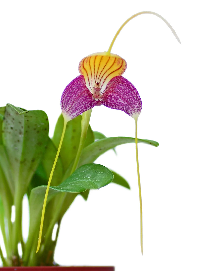 Masdevallia caudata