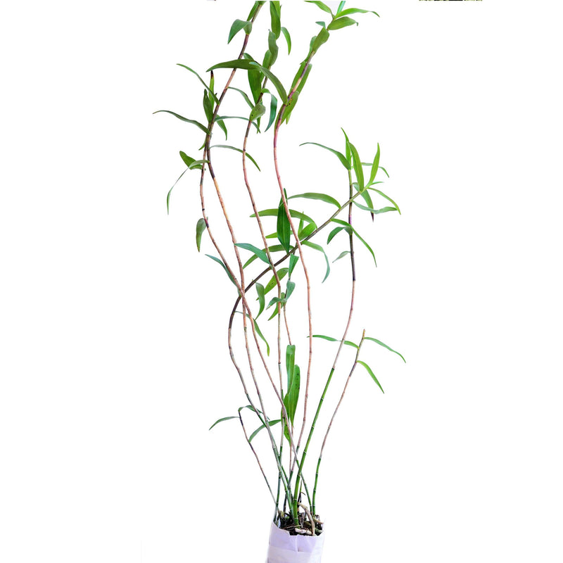 Epidendrum schweinfurthianum