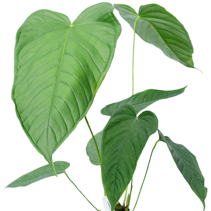 Anthurium propinquum