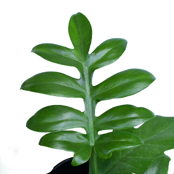 Philodendron distantilobum