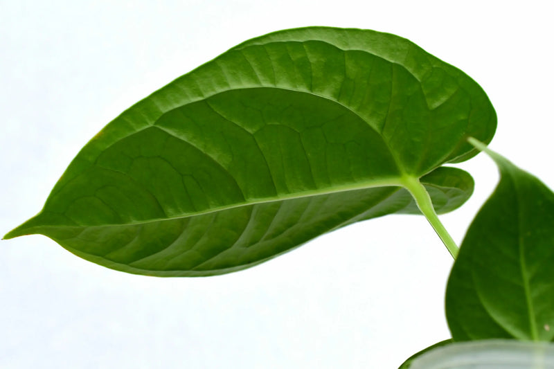 Anthurium Royal Corrugata